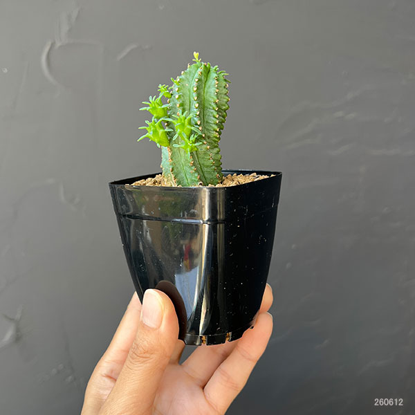 ユーフォルビア:ファンブリアータ×ホリダ 2.5号鉢植え