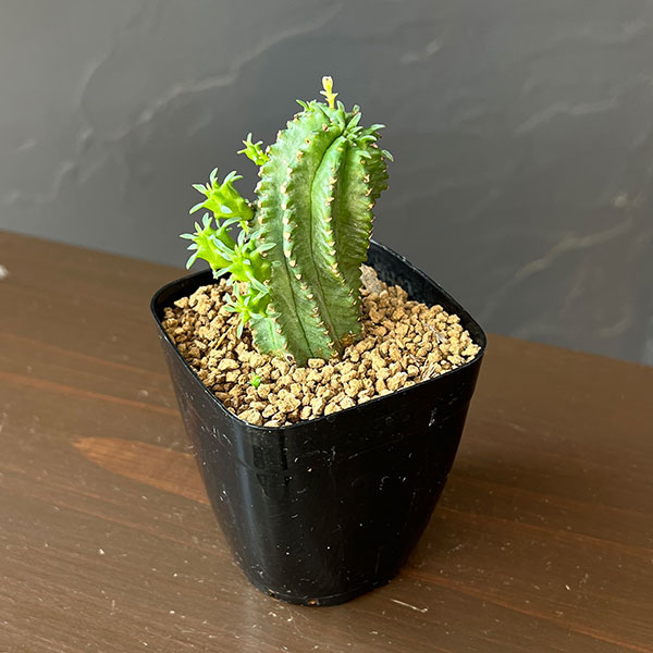 ユーフォルビア:ファンブリアータ×ホリダ 2.5号鉢植え