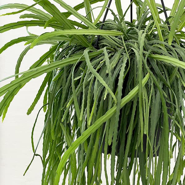 リプサリス:ホルビアーナ(ロング) 6号吊り鉢