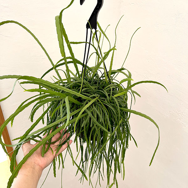 リプサリス:ホルビアーナ(ロング) 6号吊り鉢
