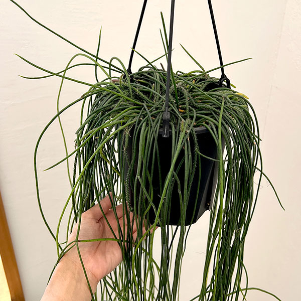 リプサリス:プニセオディスカス(ロング) 6号吊り鉢