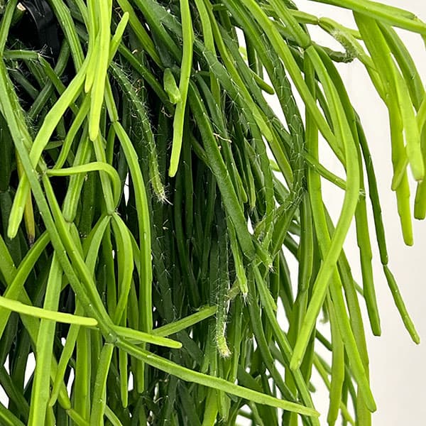 リプサリス：キルベルギー（ロング）　6号吊り鉢