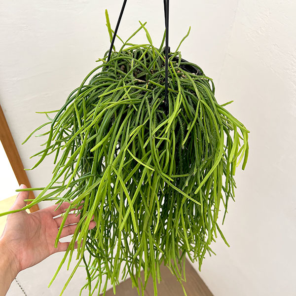 リプサリス：キルベルギー（ロング）　6号吊り鉢