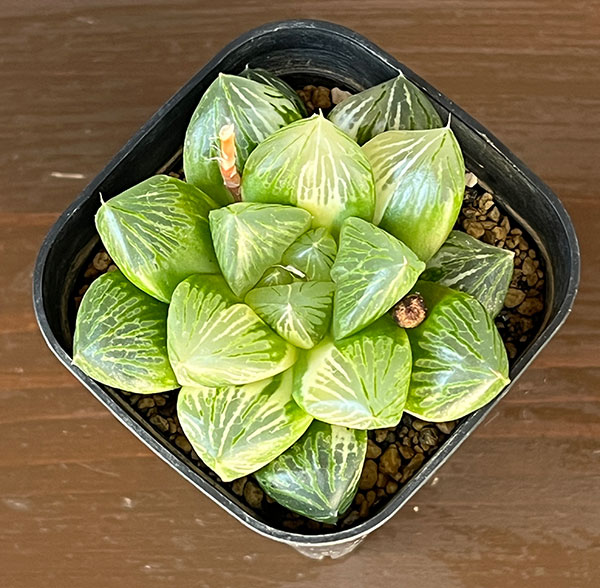 ハオルチア：大紫水晶オブツーサ錦　3号鉢植え