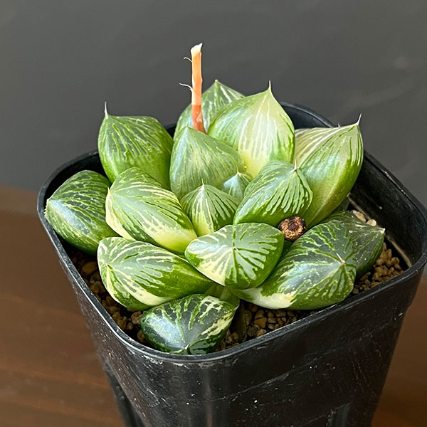 ハオルチア：大紫水晶オブツーサ錦　3号鉢植え