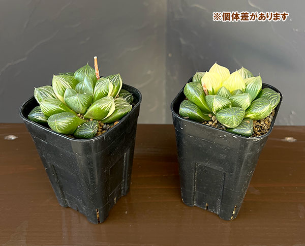 ハオルチア：大紫水晶オブツーサ錦　3号鉢植え