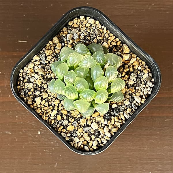 ハオルチア：氷灯錦　3号鉢植え
