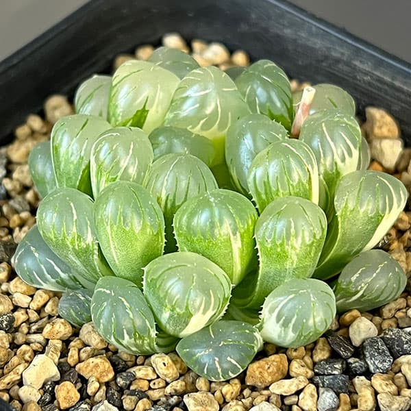 ハオルチア：氷灯錦　3号鉢植え