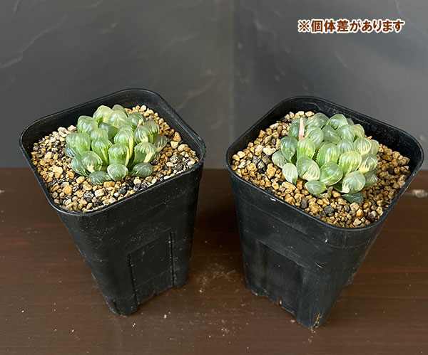 ハオルチア：氷灯錦　3号鉢植え