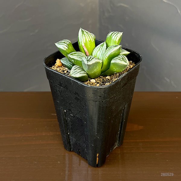 ハオルチア：クラック　3号鉢植え