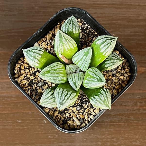 ハオルチア：クラック　3号鉢植え