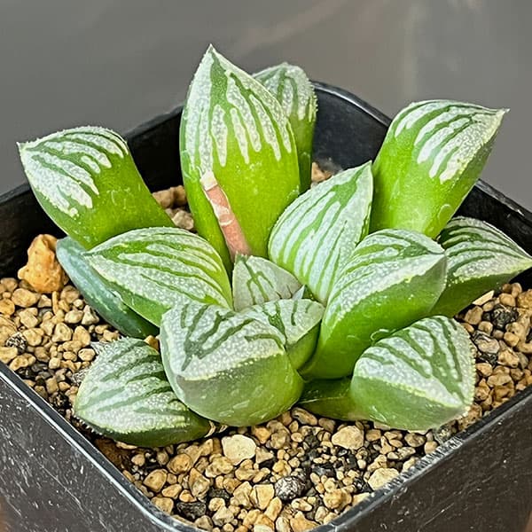 ハオルチア：クラック　3号鉢植え