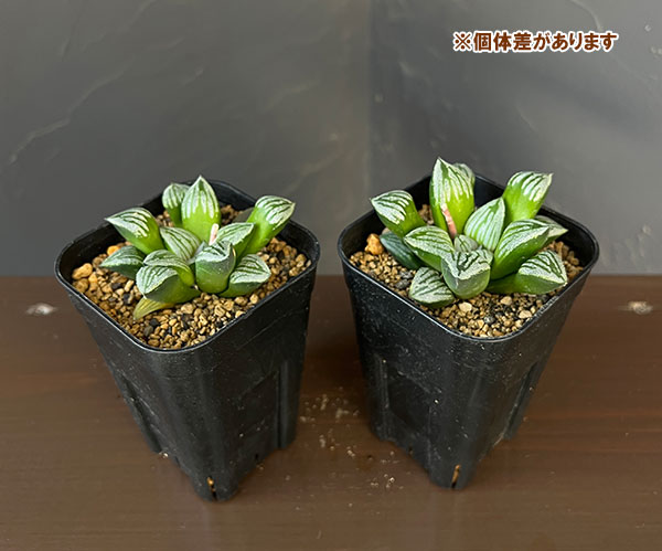 ハオルチア：クラック　3号鉢植え