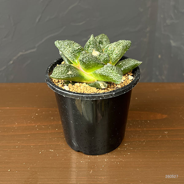 アリオカルプス：ゴジラ（実生）　3号鉢植え