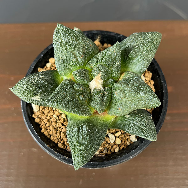 アリオカルプス：ゴジラ（実生）　3号鉢植え
