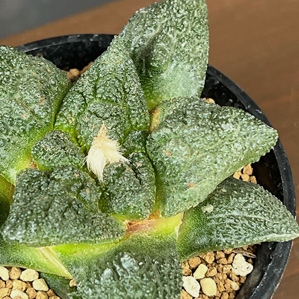 アリオカルプス：ゴジラ（実生）　3号鉢植え