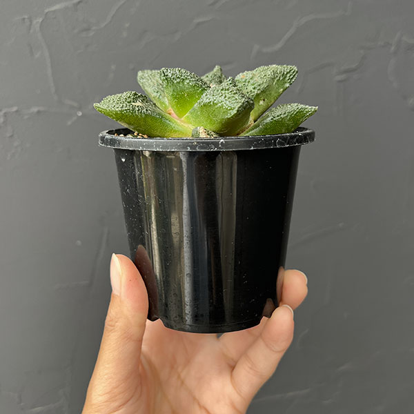 アリオカルプス：ゴジラ（実生）　3号鉢植え