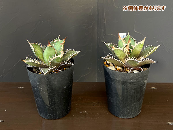 アガベ：チタノタレッドキャットウィーゼル　3号ポット*