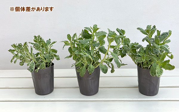 ワスレナグサ(斑入り):ムシュカス3号ロングポット 3株セット