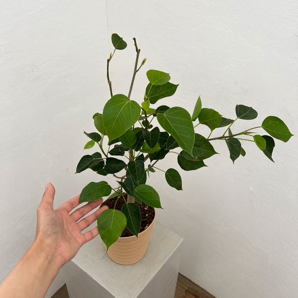 フィカス:ランフィー(ルンフィー)5号鉢植え