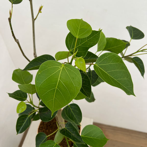フィカス:ランフィー(ルンフィー)5号鉢植え