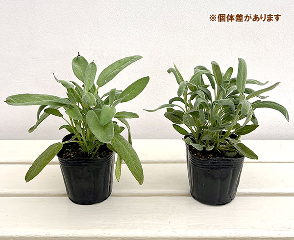 セージ:コモンセージ 白花3号ポット