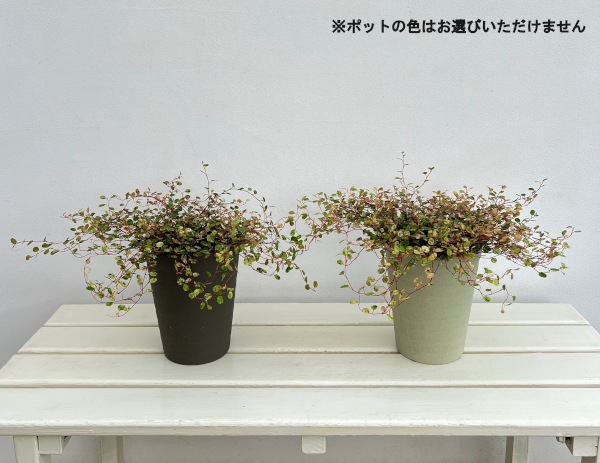 (わけあり特価)ワイヤープランツ:スポットライト(斑入葉)5号鉢植え