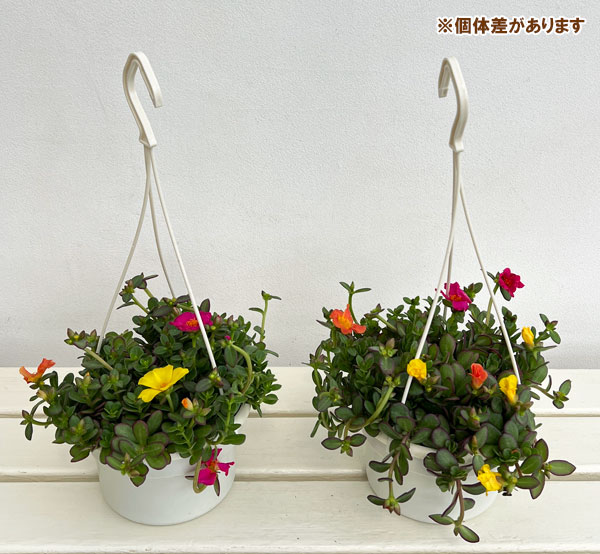ポーチュラカ:夏チュラカ 3色ミックス 5号吊り鉢