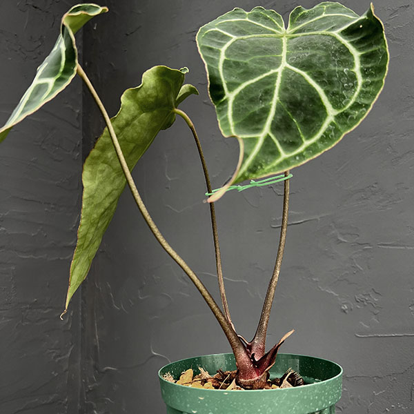 アンスリウム（原種）：クリスタリナム　4号鉢植え