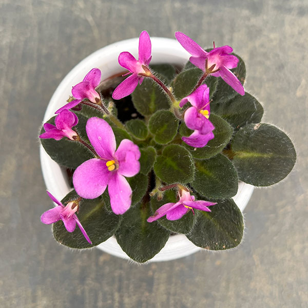 ミニセントポーリア:デクランダフ 2.5号鉢植え