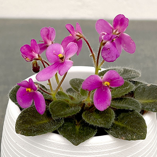 ミニセントポーリア:デクランダフ 2.5号鉢植え