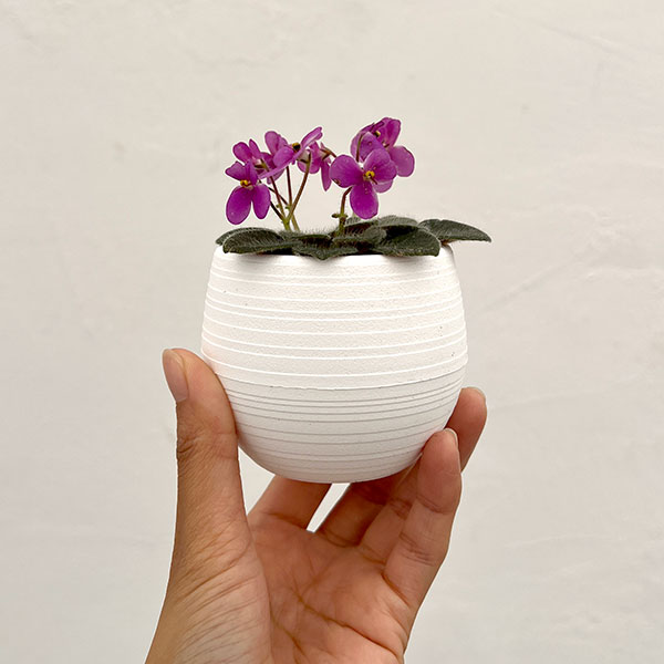 ミニセントポーリア:デクランダフ 2.5号鉢植え