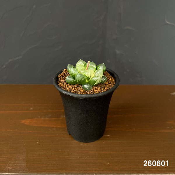 園芸ネット本店｜ハオルチア：オブツーサ錦 水中月 2.5号 の通販【公式】