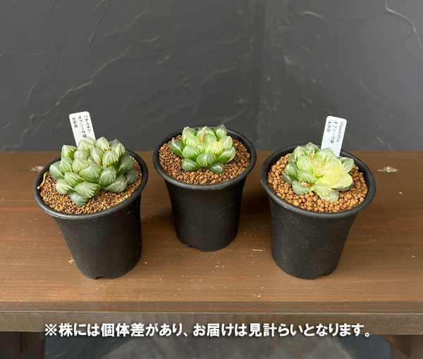園芸ネット本店｜ハオルチア：オブツーサ錦 水中月 2.5号 の通販【公式】