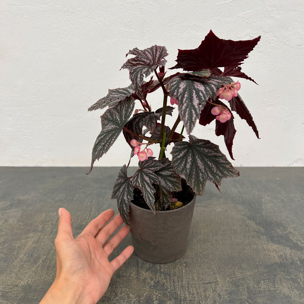 ベゴニア:ピンクミンクス 4鉢植え