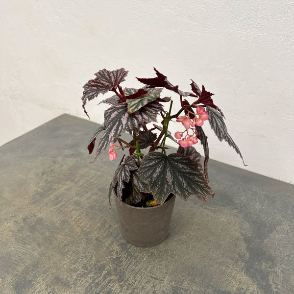 ベゴニア:ピンクミンクス 4鉢植え