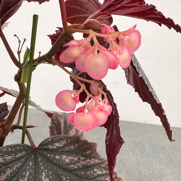 ベゴニア:ピンクミンクス 4鉢植え