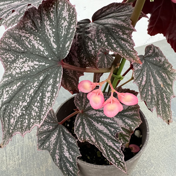 ベゴニア:ピンクミンクス 4鉢植え