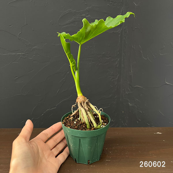 フィロデンドロン：セローム根上がり3号鉢植え