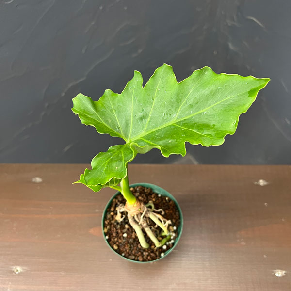 フィロデンドロン：セローム根上がり3号鉢植え