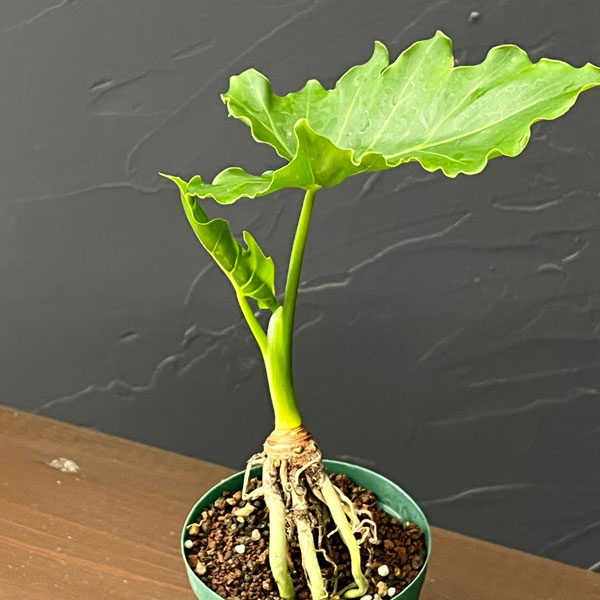 フィロデンドロン：セローム根上がり3号鉢植え