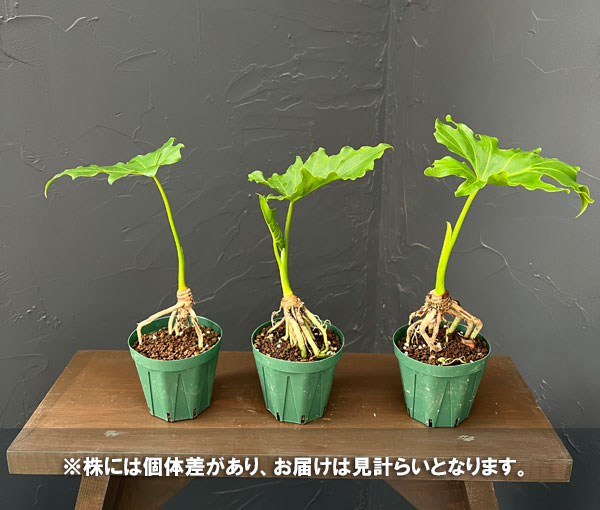 フィロデンドロン：セローム根上がり3号鉢植え