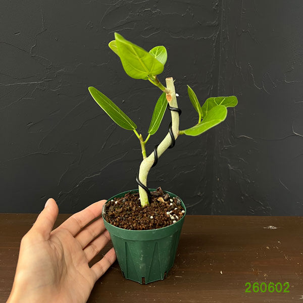 フィカス：ベンガレンシス（曲げ仕立て）　3号鉢植え