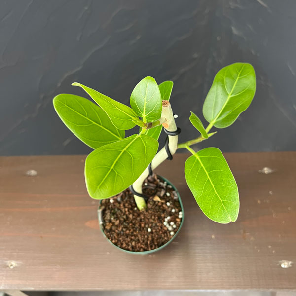 フィカス：ベンガレンシス（曲げ仕立て）　3号鉢植え