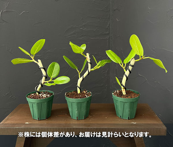 フィカス：ベンガレンシス（曲げ仕立て）　3号鉢植え