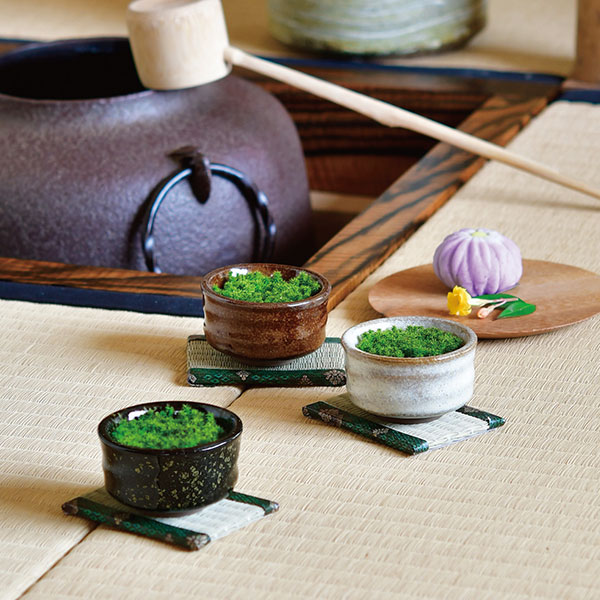 [ギフトに]栽培セット：抹茶碗苔盆栽（白）