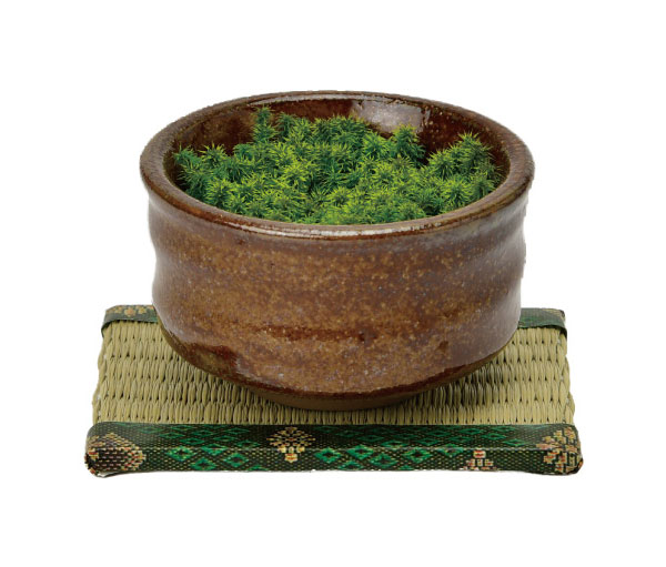 [ギフトに]栽培セット：抹茶碗苔盆栽（茶）