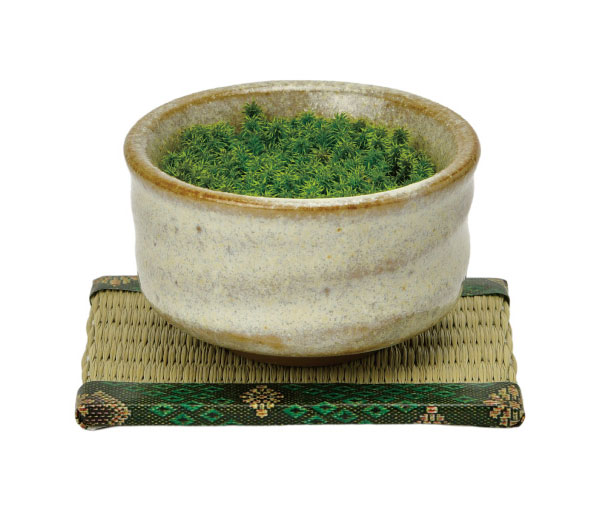 [ギフトに]栽培セット：抹茶碗苔盆栽（白）