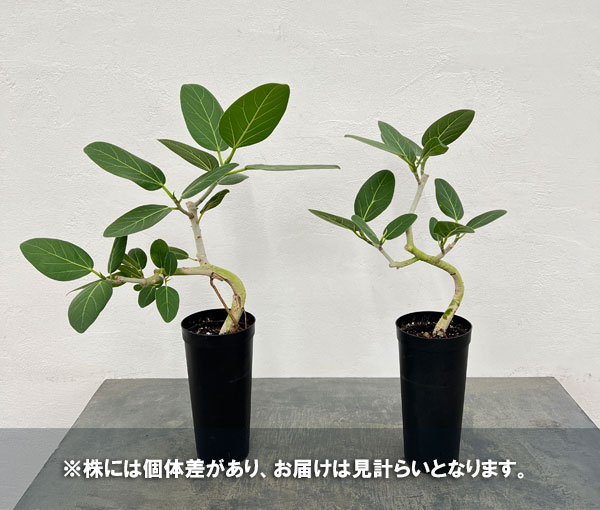 フィカス:ベンガレンシス4号ロング