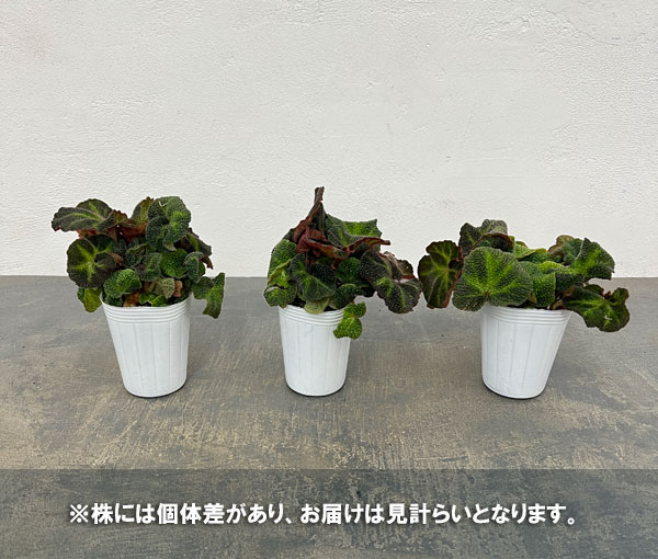 ベゴニア:ソリムタータ 2.5号ポット